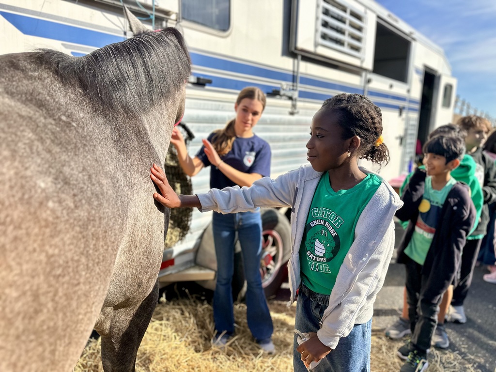 A student pets a large gray horse near a trailer on a sunny day, with hay on the ground and others waiting their turn.