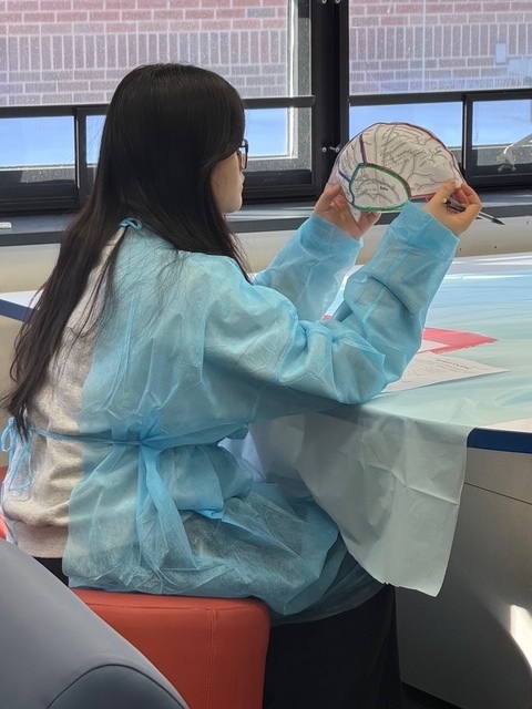 Student in a blue lab gown examines a paper brain diagram while participating in the 7th-grade Brain Clinic activity in the IMC at Eagle View Middle School.