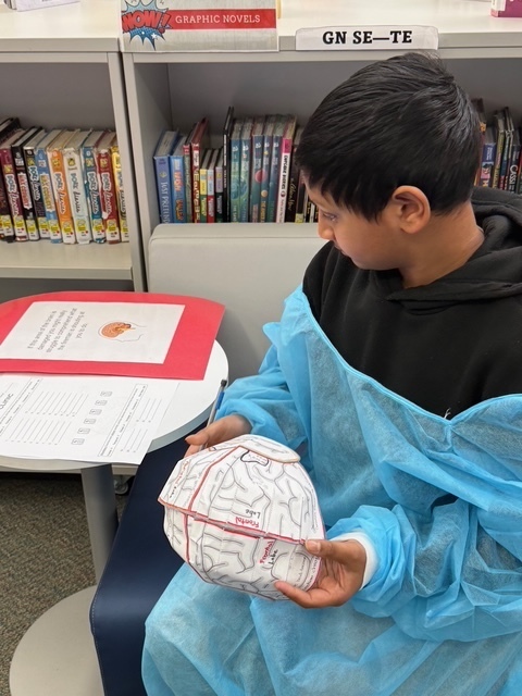 Student wearing a blue lab gown studies a labeled paper brain model during the Brain Clinic activity in the Eagle View Middle School IMC.