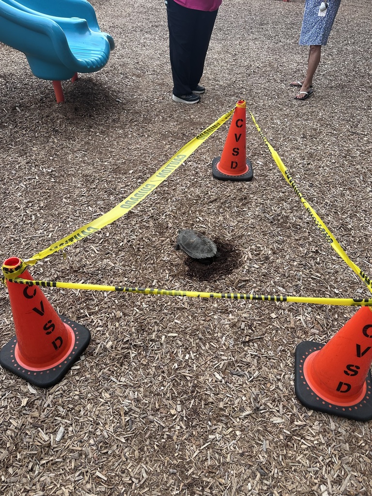 Three cones and caution tape mark off an area for a turtle to lay its eggs on a playground.