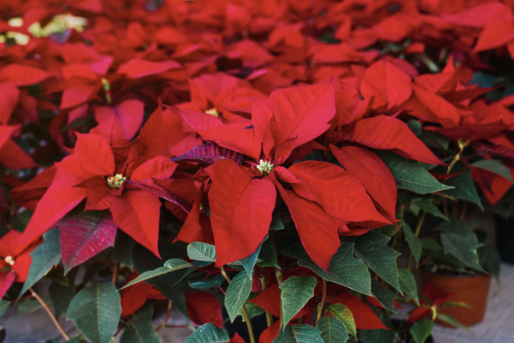 Poinsettia sales