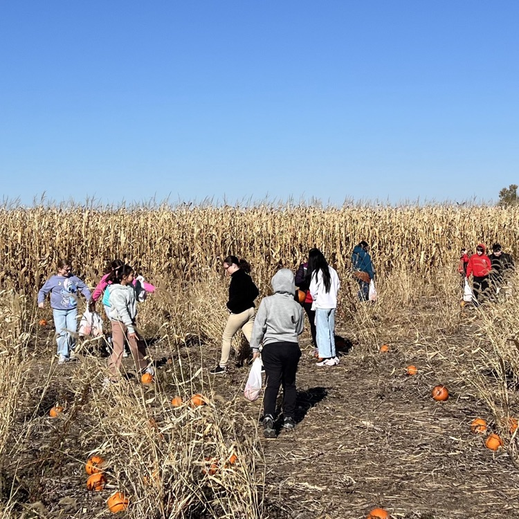 fifth grade students investigating in a cornfield