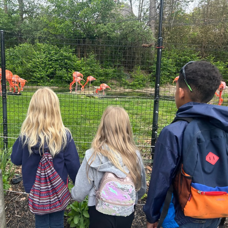 Second grade students looking at the flamingos