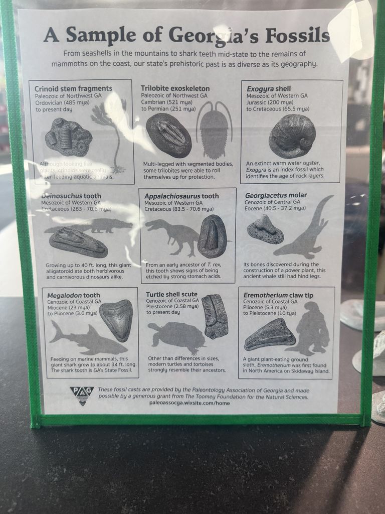 photo of fossil display 