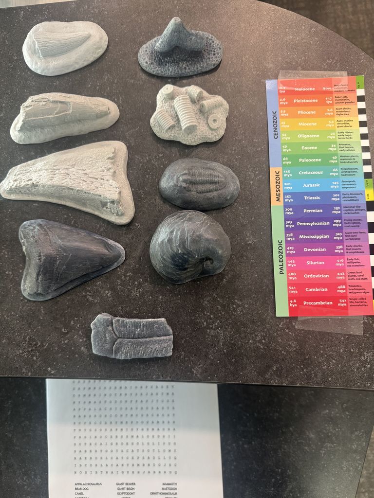 display of fossils 