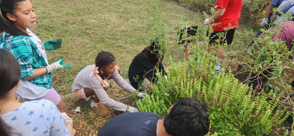 Fifth graders cleaning out their victory gardens