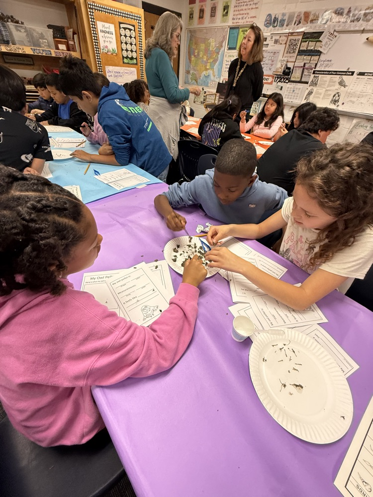 Students observing owl pellets 