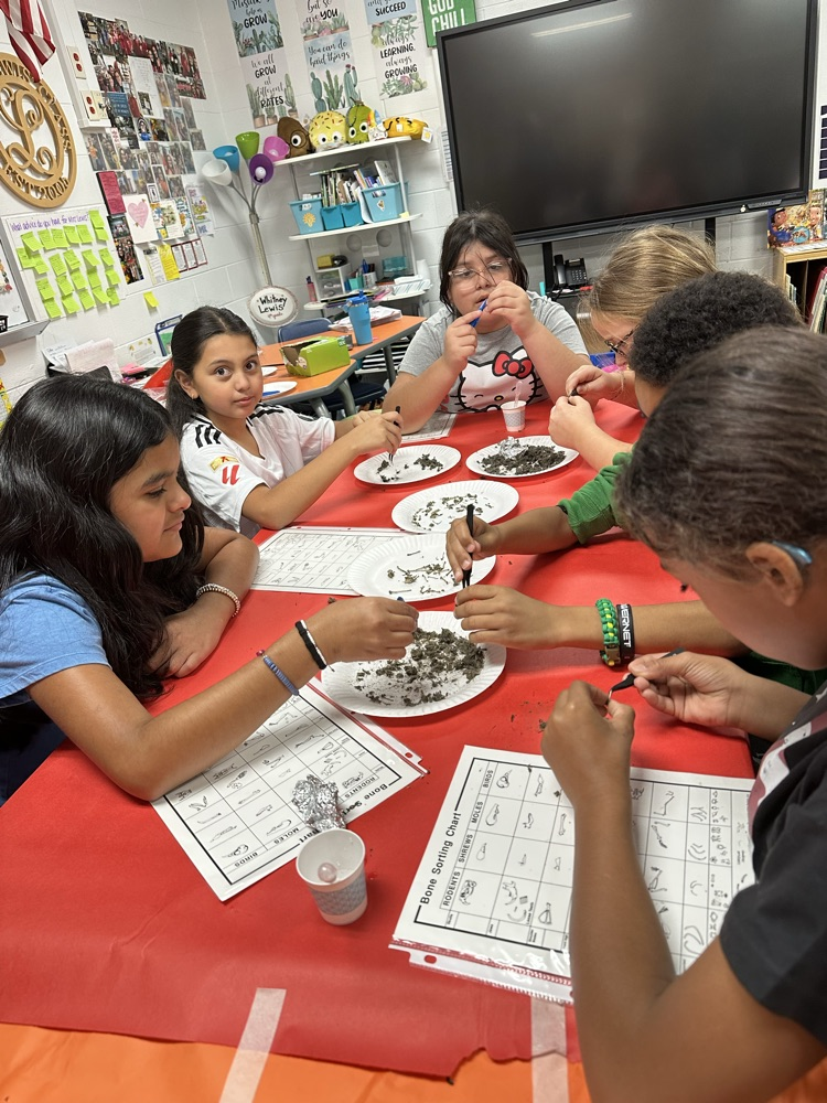 Students exploring owl pellets 