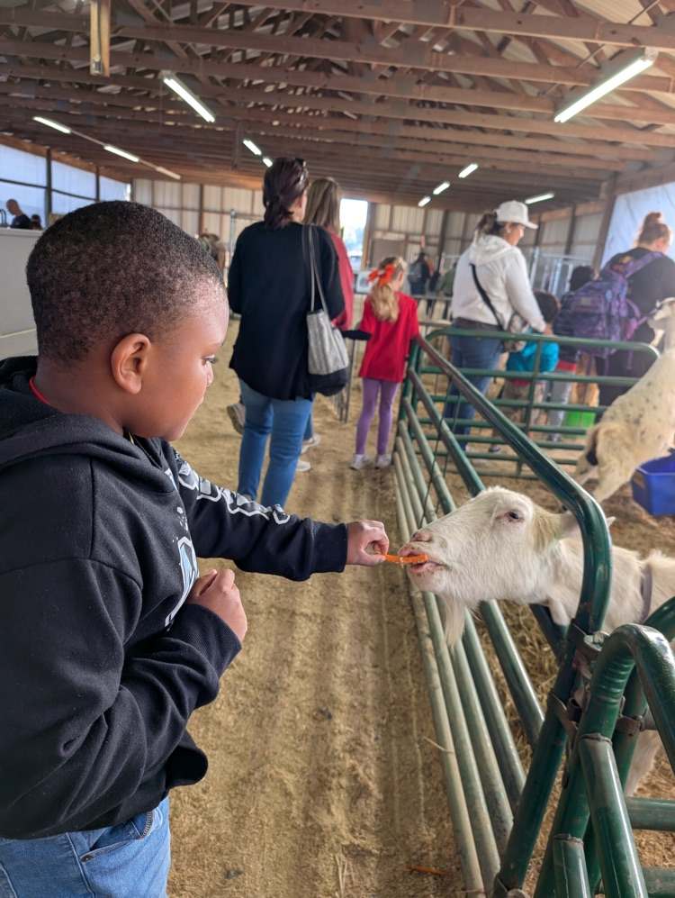 Student feeding a goat at the fair 