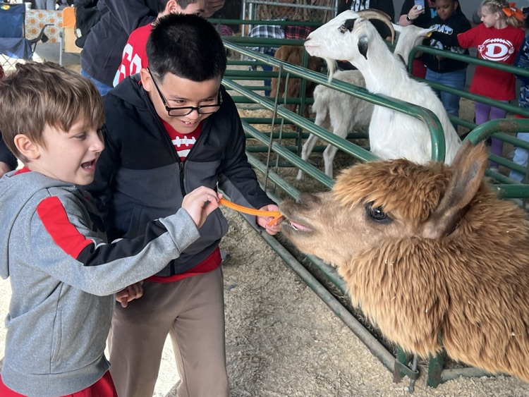 Students feeding a lama at the fair