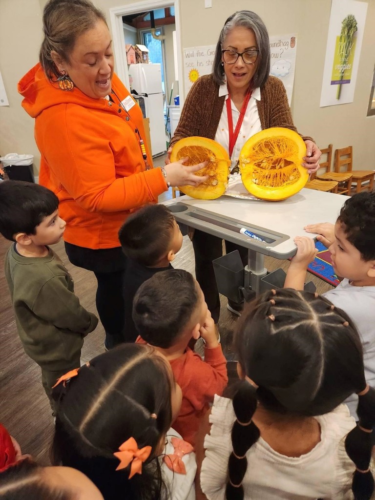 Our Little Cats are exploring the wonders of fall! 🍂  This week, they learned how pumpkins grow from tiny seeds by reading From Seed to Pumpkin and creating their own life cycle diagrams. In small-group STEM activities, students became pumpkin investigators, observing size, color, and shape, predicting which pumpkins would float or sink, and examining the inside of a real pumpkin!  To tie in math, they measured how tall each child was using pumpkin cutouts, discovering how many “pumpkins tall” they are! Our Little Cats loved learning through these fun, hands-on fall activities. 