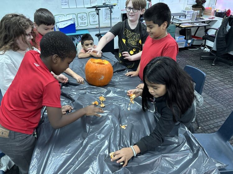 Students dividing the pumpkin seeds 