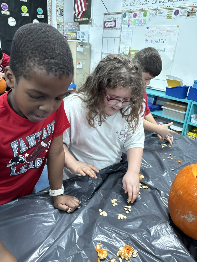 Students counting the pumpkin seeds 