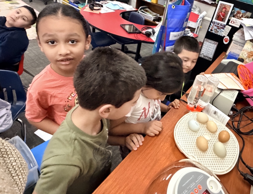 kindergarten students observing eggs
