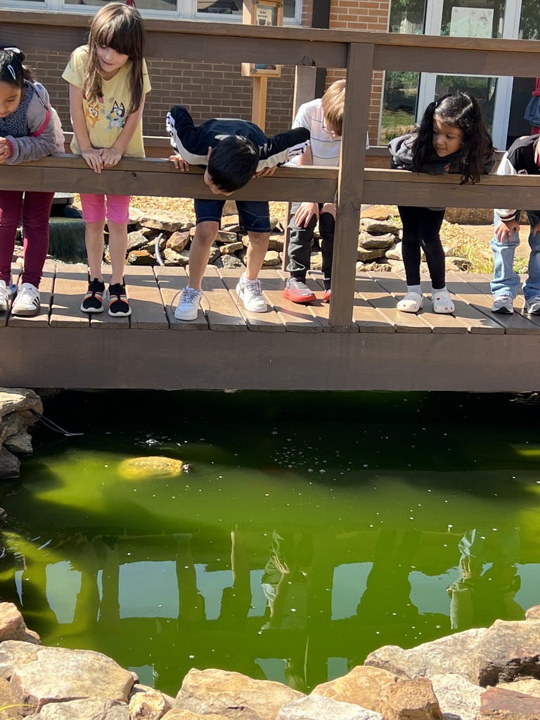 students viewing our turtle