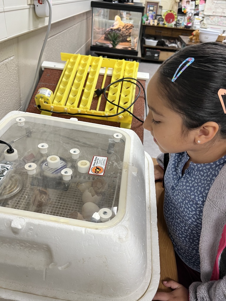 students viewing baby chicks