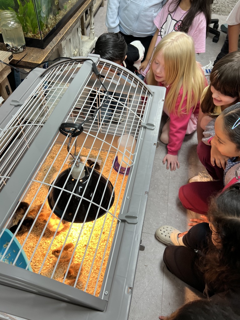 students viewing baby chicks