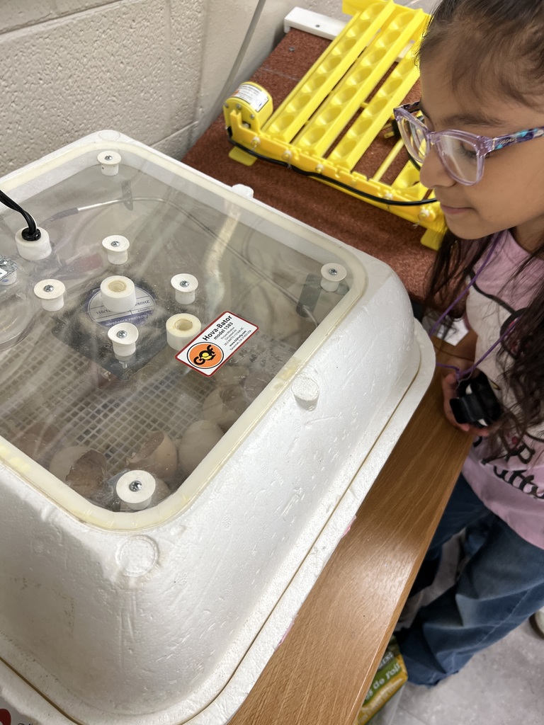 students viewing baby chicks