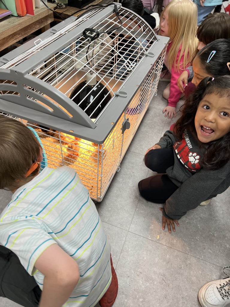 students viewing baby chicks