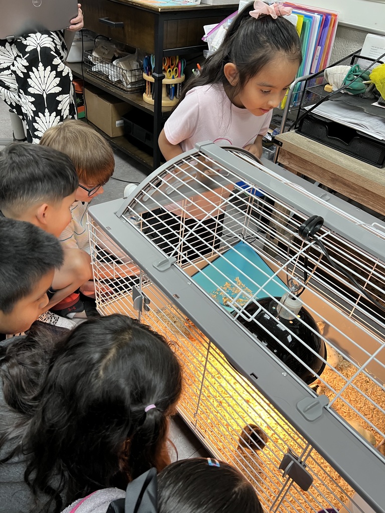 students viewing baby chicks
