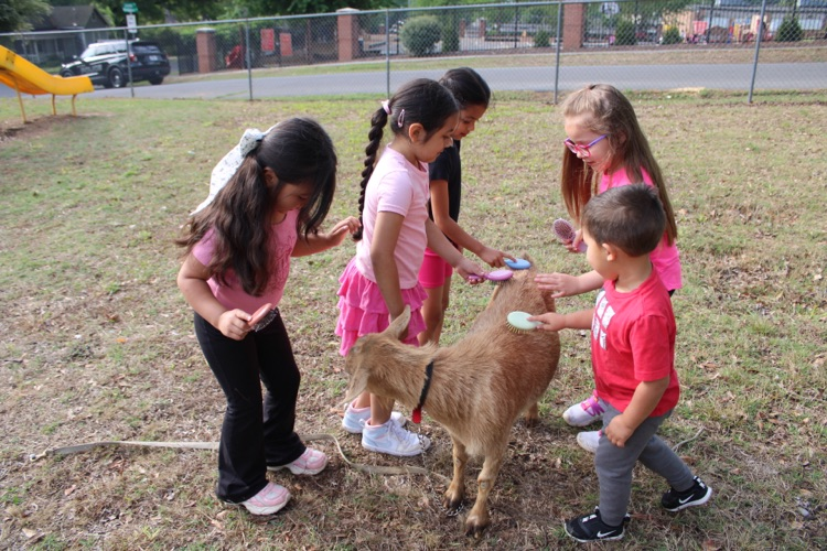 A group of students outside petting and brushing a small calf  
