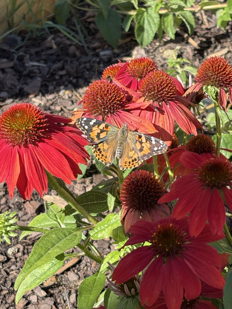 a pictures of the butterfly landing on a red flower 