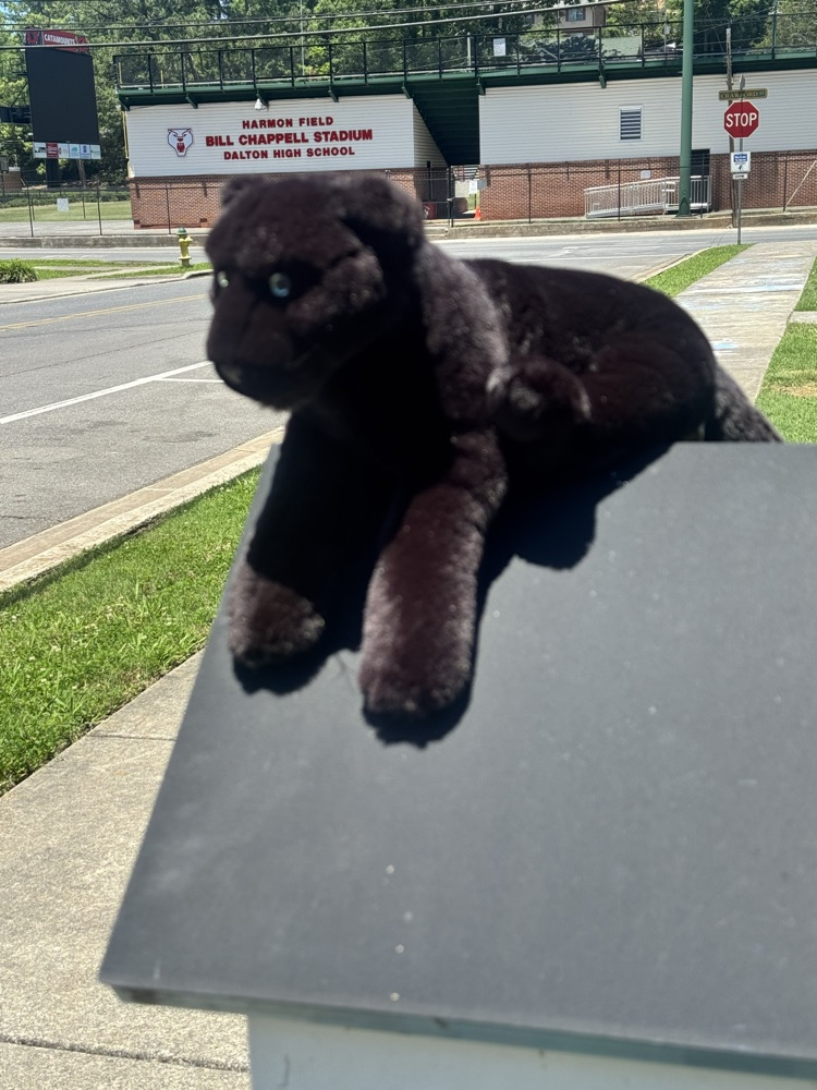 scout restocks little free libraries 