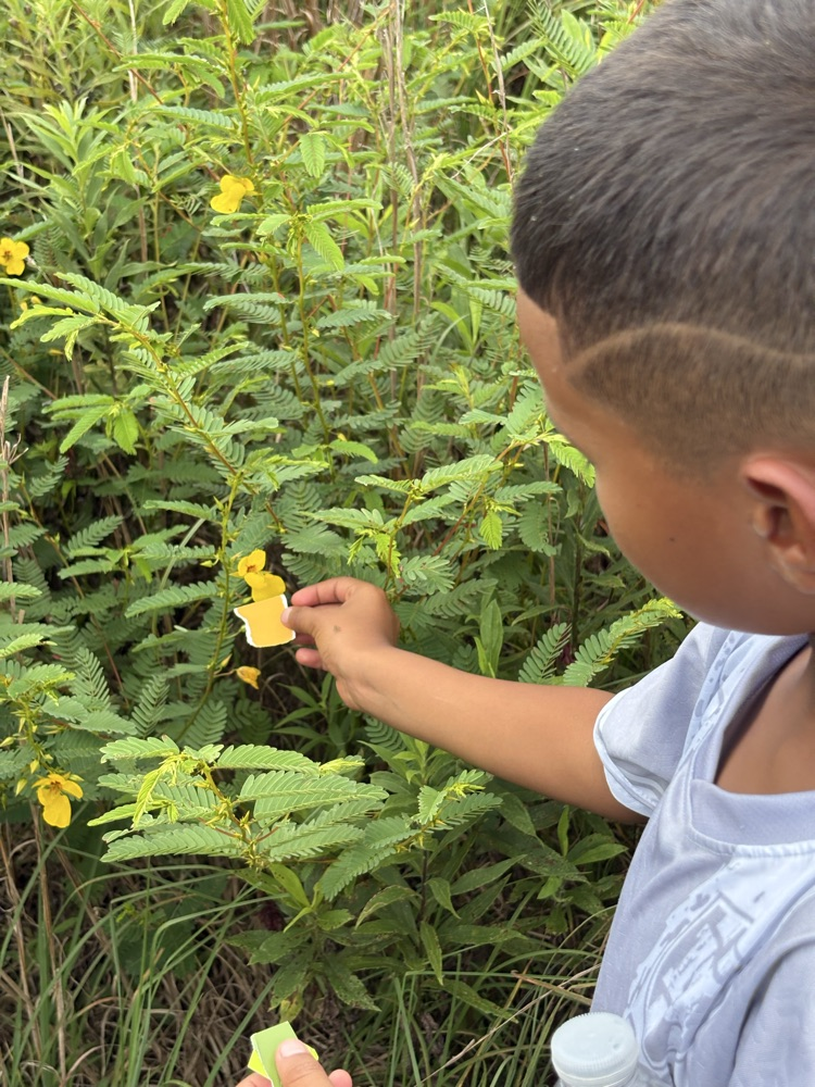 Looking at nature 