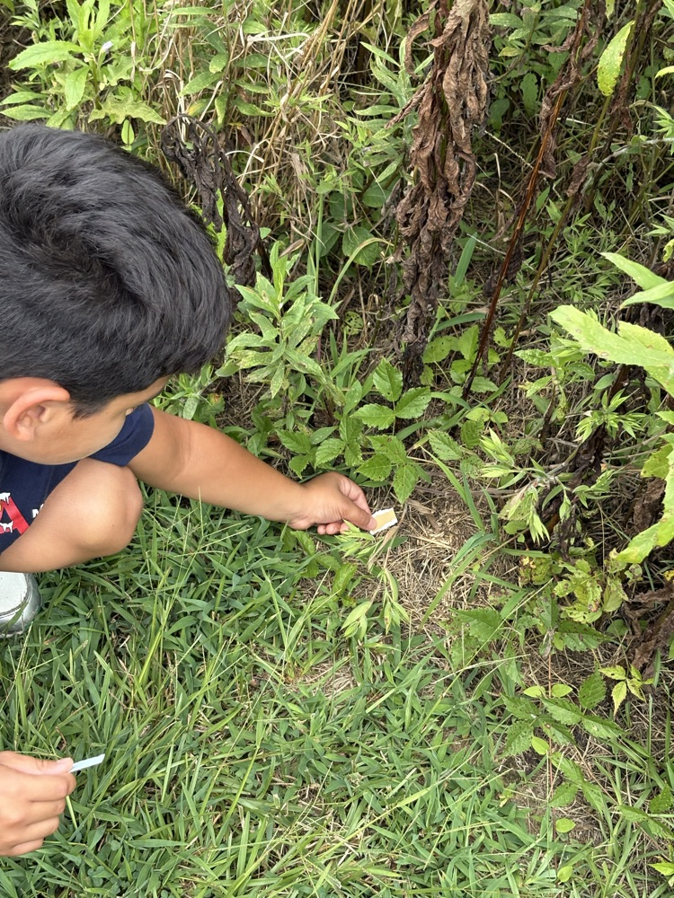 Looking at nature