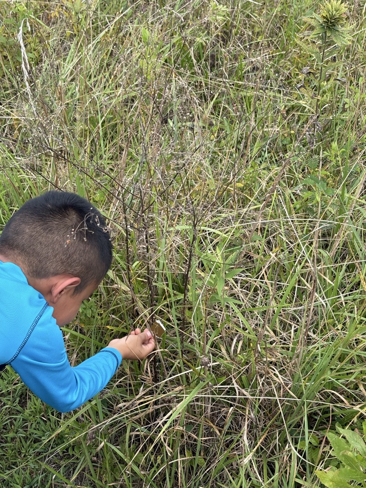 Looking at nature