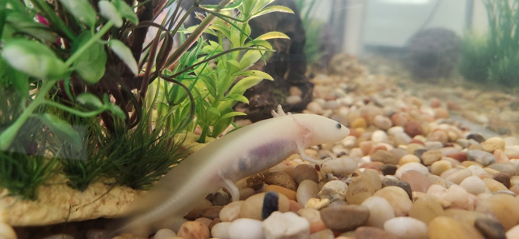our pet axoltl in his fish tank