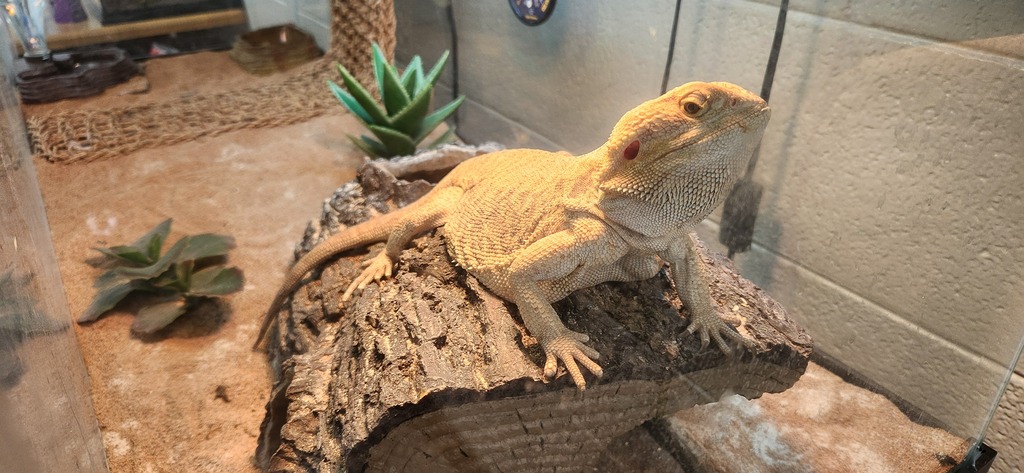 one of our bearded dragon pets perched on a rock