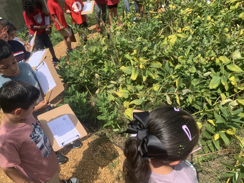 students outside on a sunny day at Brookwood at the pollinator garden in the courtyard taking a pollinator census with clipboards