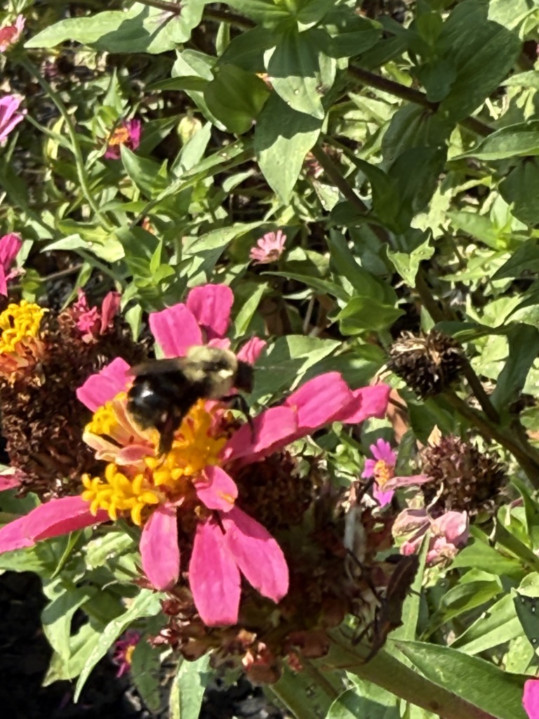 a bee sitting on a pink flower in the brookwood pollinator garden