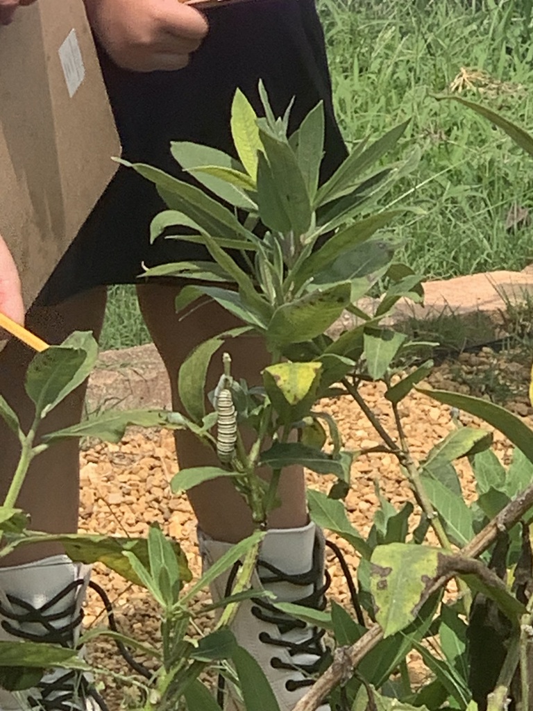 a monarch caterpillar sitting on a milkweed plant in the brookwood pollinator garden