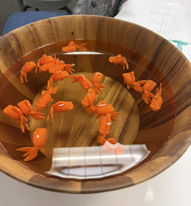 A close-up high-angle view of a large wooden bowl filled with clear water containing several floating bright orange plastic toy goldfish.