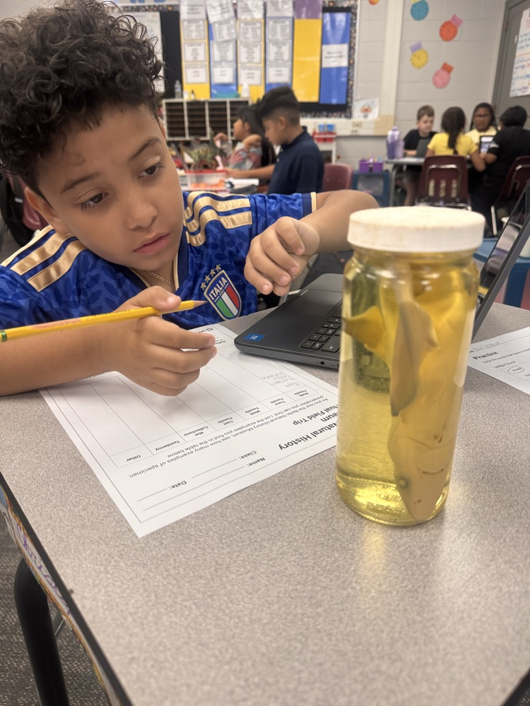 A young boy wearing a blue Italy soccer jersey sits at a classroom desk, holding a pencil and observing a clear glass specimen jar containing a preserved animal submerged in liquid. A worksheet titled "Natural History Museum Virtual Field Trip" lies on the desk in front of him, alongside an open laptop. Other classmates work at tables in the background.
