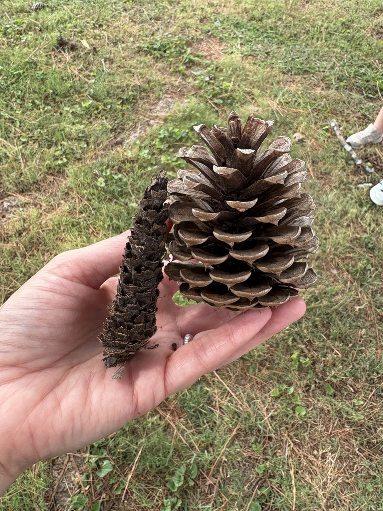 teacher's hand holding two pinecones - one that is skinny and not pointy and one that is round and point.