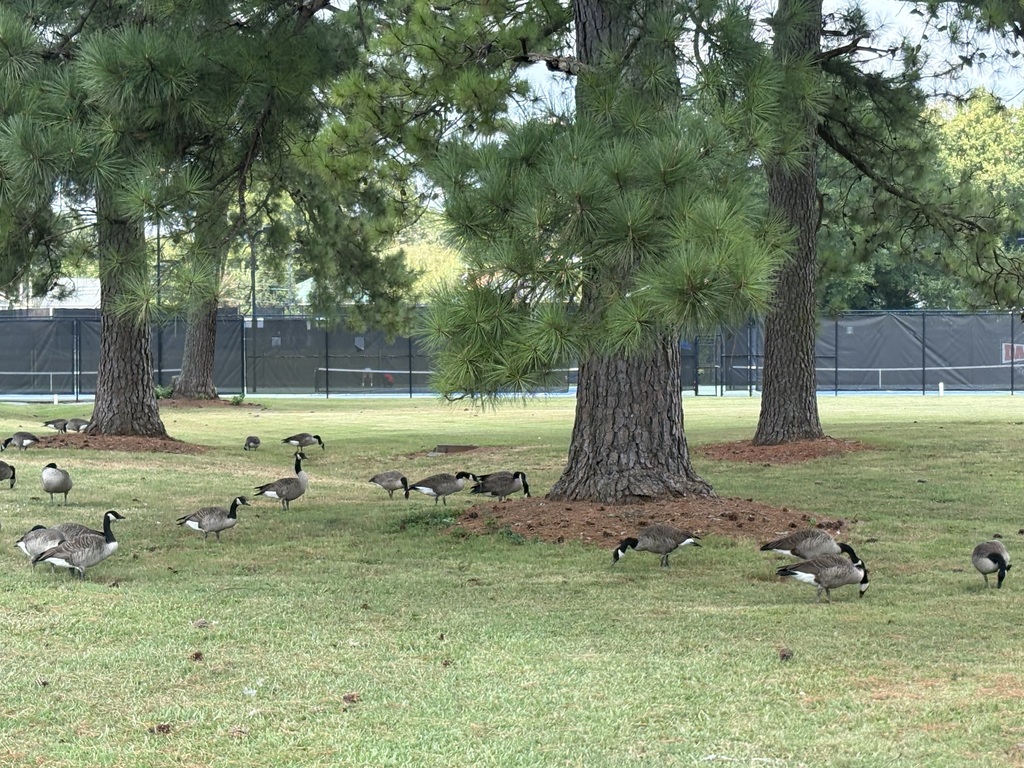 a flock of geese eating the grass under a few trees with tennis courts in the background