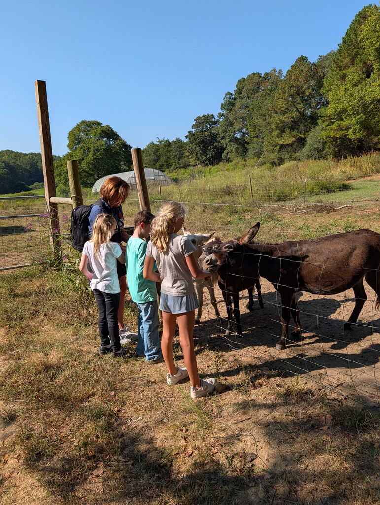 A group of children and an adult stand along a wire fence in a pasture, feeding and petting dark brown donkeys on a sunny day.