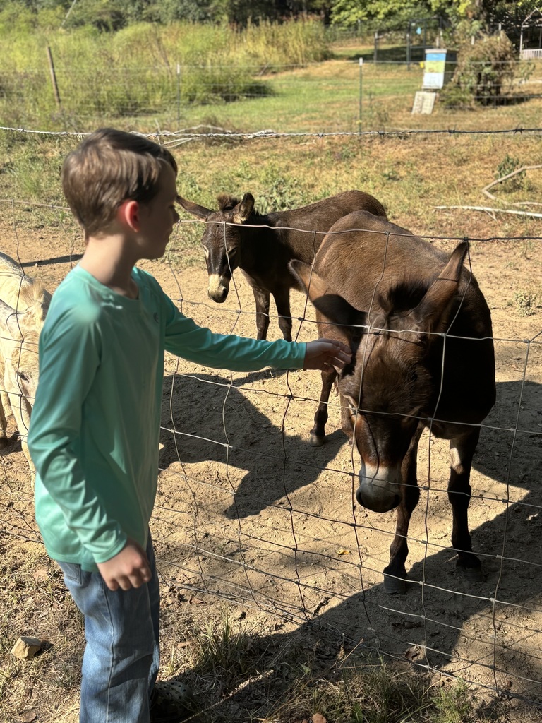 A young boy in a light green long-sleeved shirt reaching through a wire fence to pet a dark brown donkey in an outdoor pasture. Another donkey stands further back in the fenced field.