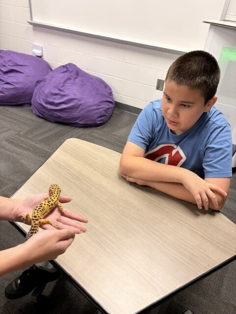 Student looking at a small lizard during a Tennessee Aquarium classroom presentation. Students had the opportunity to learn about animal characteristics and habitats through hands-on experiences.