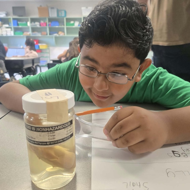 A boy with glasses uses a magnifying glass to inspect a preserved specimen in a jar at a classroom desk with a paper reading "Snail"