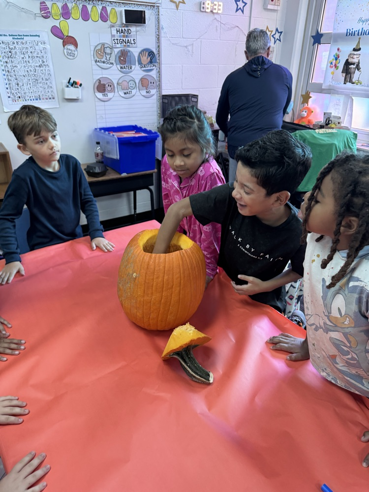 A student with his arm inside a pumpkin getting the seeds out 