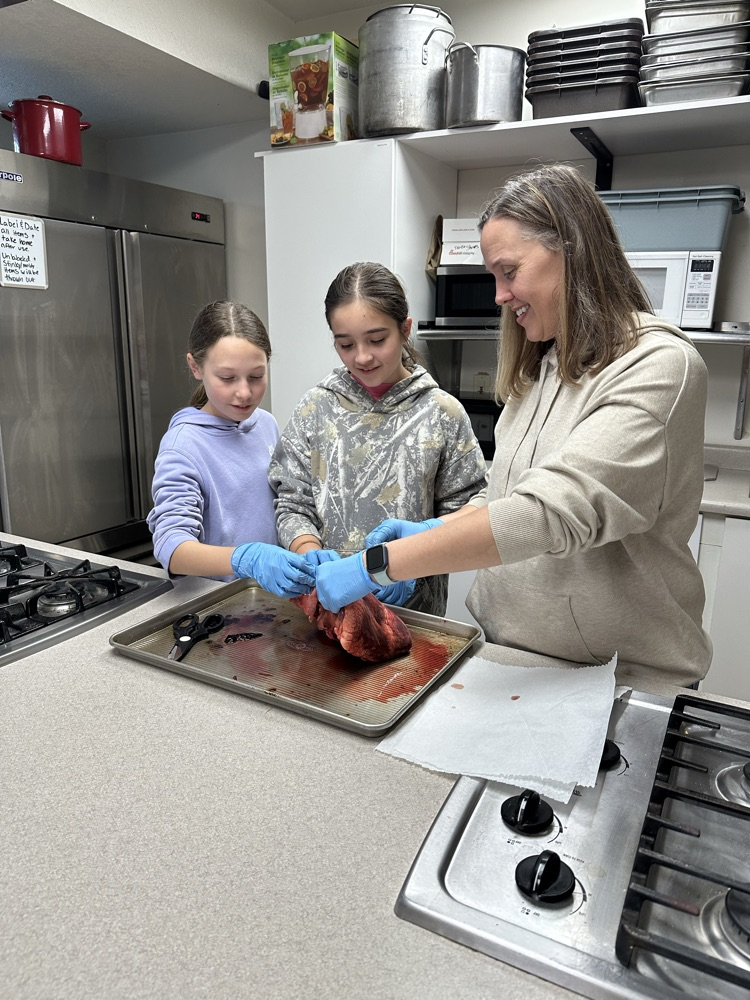 Cow hearts in science.
