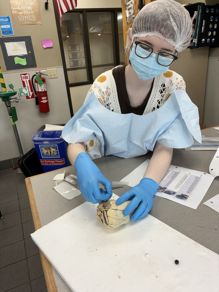Human Anatomy class dissections.