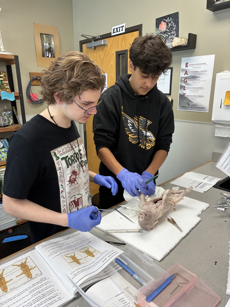 Biology, fetal pig dissections