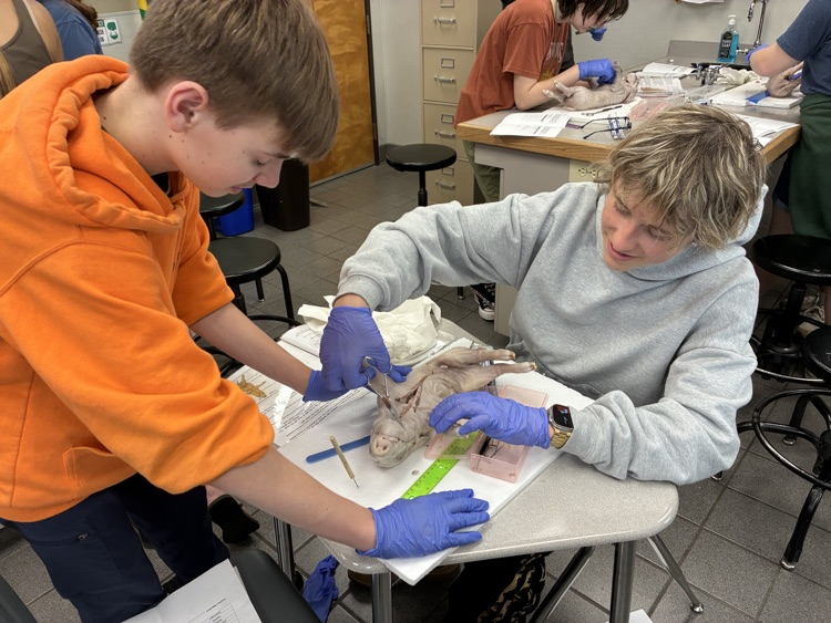 Biology, fetal pig dissections