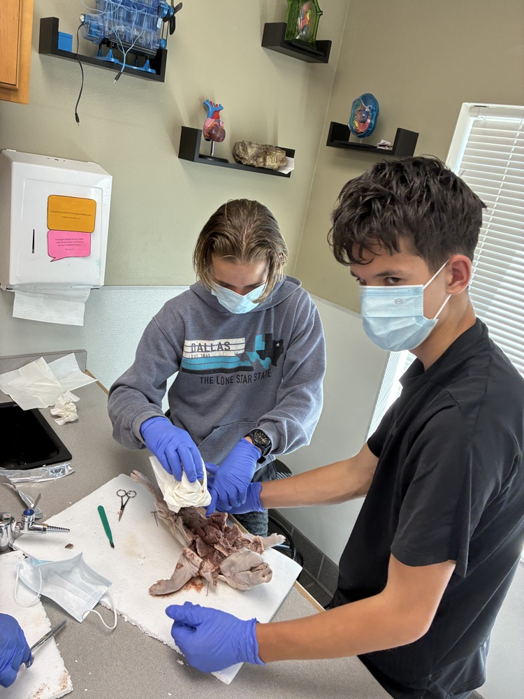 Biology, fetal pig dissections