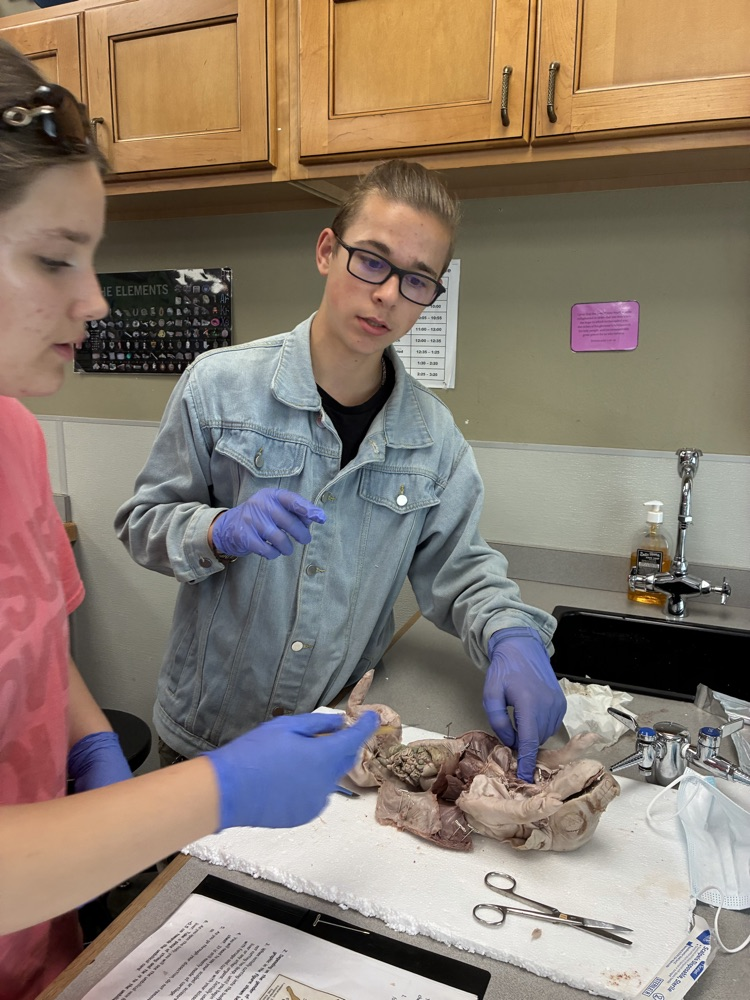 Biology, fetal pig dissections